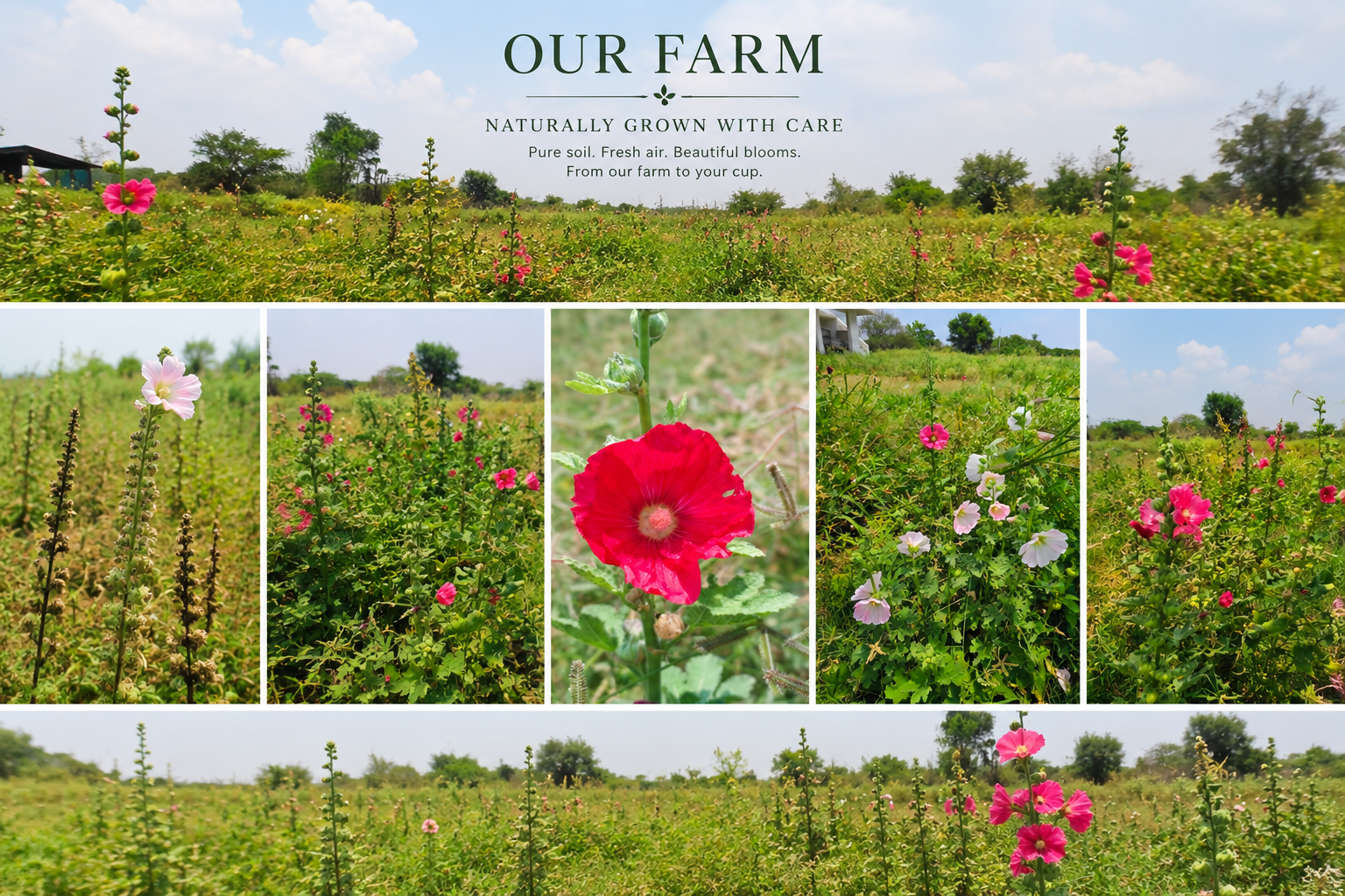 Botanical Sourcing