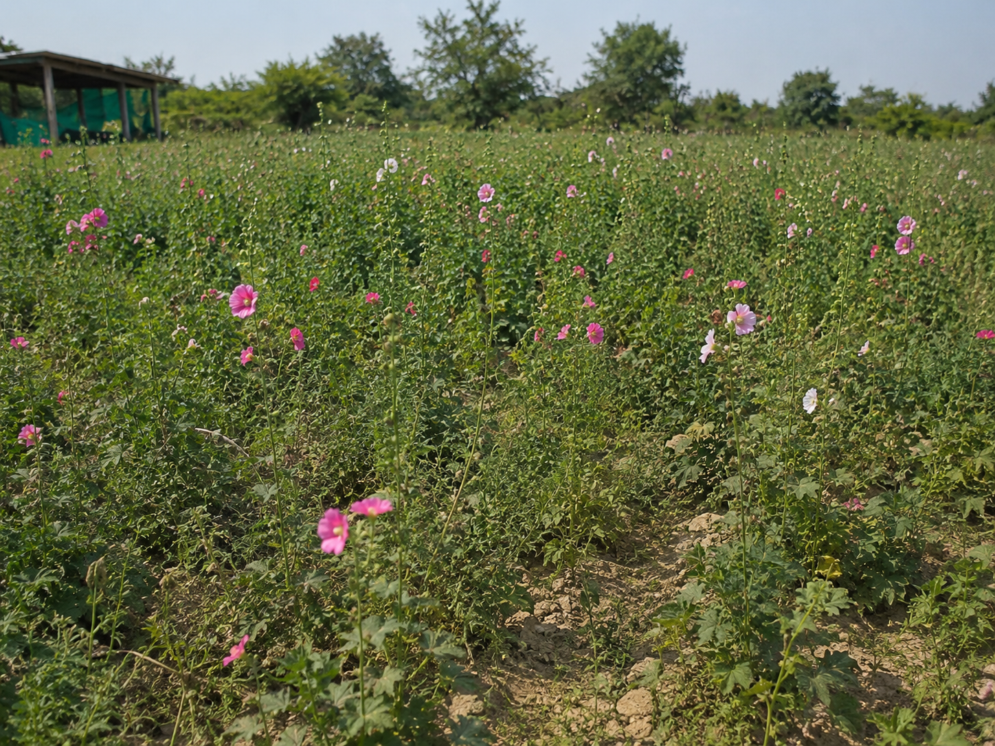 KSF Farm 1