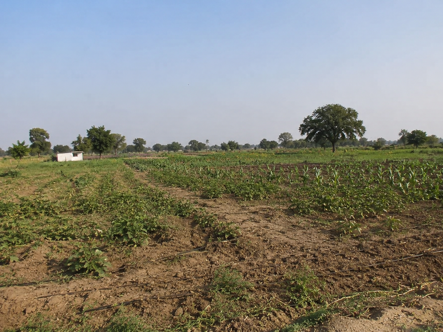 KSF Farm 2