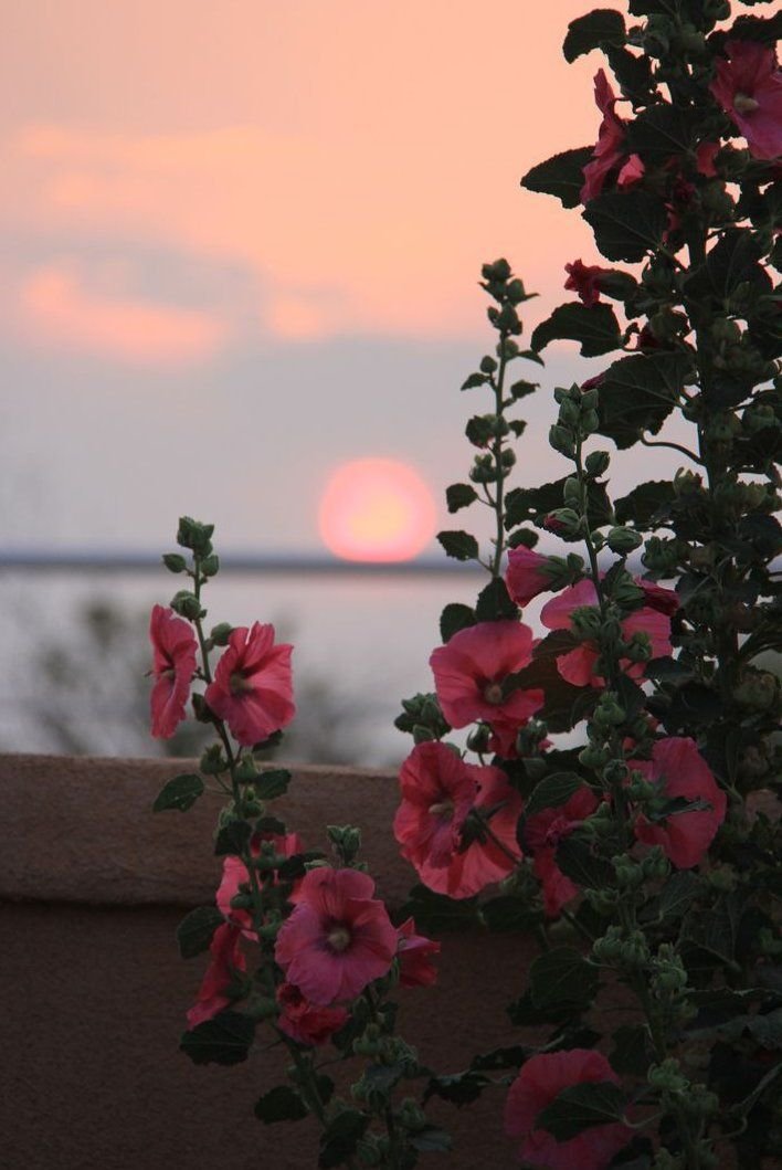Hollyhock